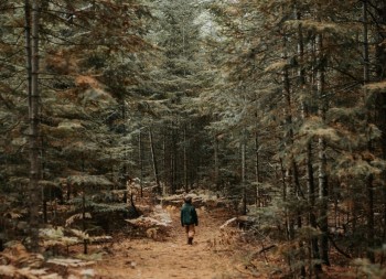 A small child in a dark green jacket walks alone on a forest trail blanketed with pine needles.