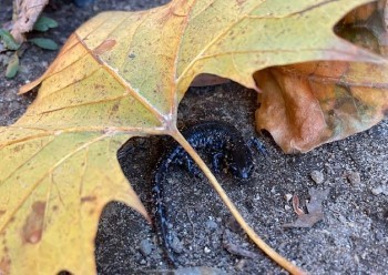 A black and blue salamander takes shelter under a large fallen maple leaf.