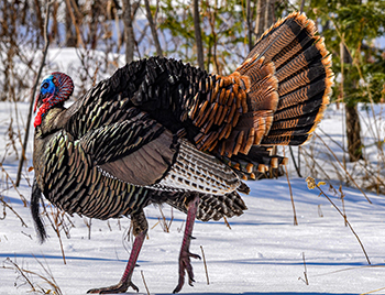 A male turkey fans its tail while standing in the snow.