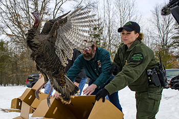 A turkey is shown being released in a reintroduction project from the 1980s.