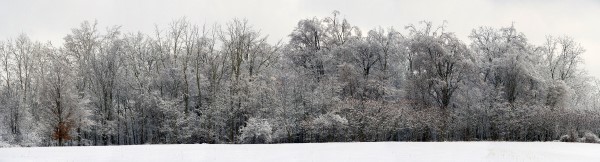 Fresh, undisturbed snow blankets a long, peaceful line of trees.