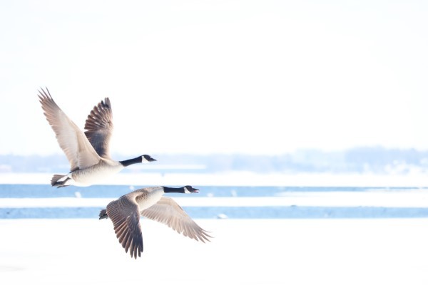 Two Canada geese fly over a white and blue lanscape.