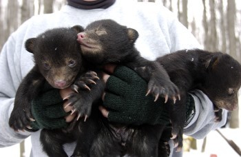 A person holds three black bear cubs against their chest. The bears are adorable.