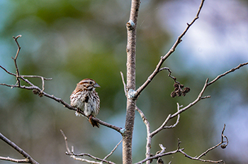 A male song sparrow is shown perched on a branch.