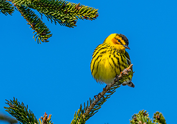 A brightly colored yellow male Cape May warbler is shown.