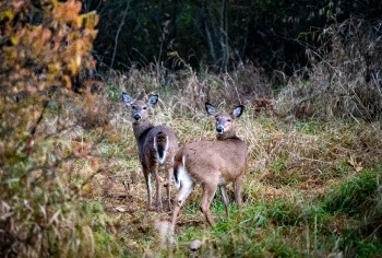 Two antlerless deer stand in a forested clearing, looking back at the camera with alertness.