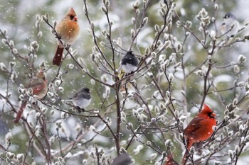 Northern cardinals and dark-eyed juncos sit in a barren shrub, their feathers mussed by the snowy wind.