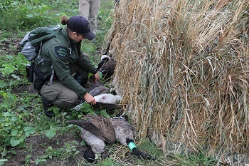 A female conservation officer checks harvested waterfowl during a training scenario.