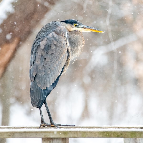 A blue heron perches on a wooden railing in a wintry forest.
