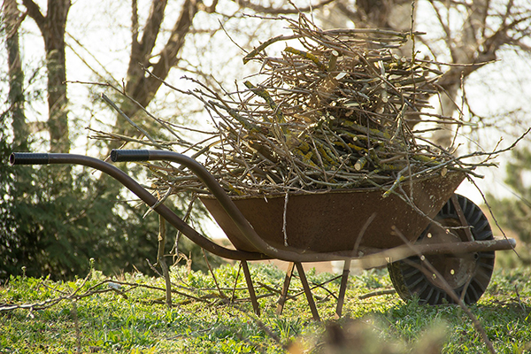 A wheelbarrow is filled with branches pruned from a tree or trees.