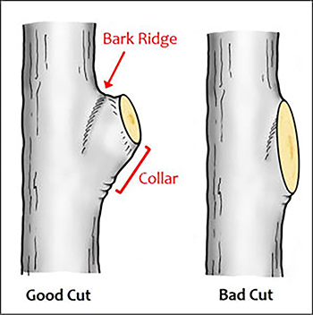 A diagram shows where to prune branches from a tree.