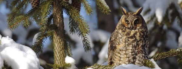 An owl with a dubious expression sits in a snow-covered conifer.