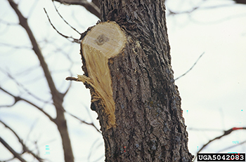 A cut tree branch is shown with a rip of the bark torn when the branch fell. 