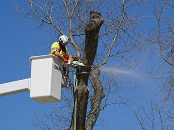 A professional tree trimmer is shown cutting.
