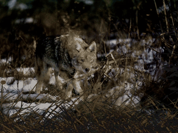 A coyote stands in a grassy field with snow on the ground and animated grass and leaves moving in the foreground.