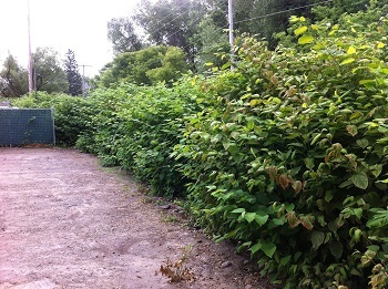 A row of invasive knotweed shrubs grows along a cyclone fence.