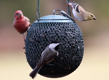 Finches of different colors and shape hang from a circular birdfeeder.