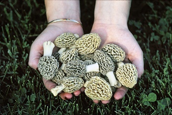 Handfulls of morel mushrooms are shown.