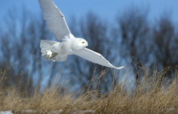 A snowy owl takes wing over a snow-dusted dune, the sun illuminating the blinding white of its feathers.