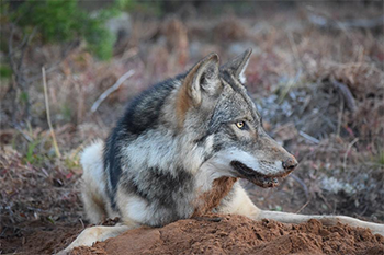 A close-up image of a gray wolf is shown from Marquette County.