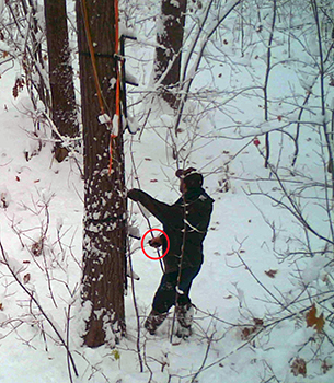 A trail camera image shows Thomas Steele III cutting straps to a tree stand on state hunting land.