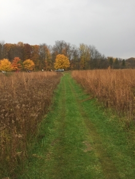 walking path through grassland restoration project