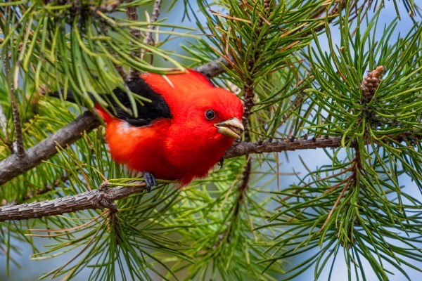 A scarlet tanager, an orange-red birf with black wings, sings in a pine tree.
