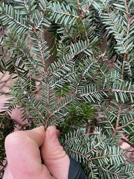 A thumb and forefinger clasping a hemlock branch with small, white ovisacs attached to some needles near the stem. 