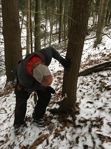 A man bending at the waist to hammer a small, silver tag into a hemlock tree trunk in a wintry forest.