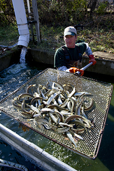 Muskies are shown at the Wolf Lake State Fish Hatchery.