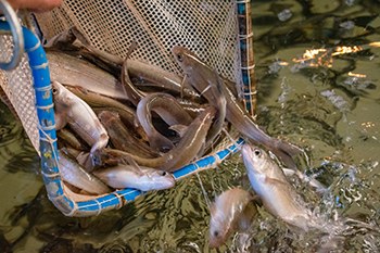 Arctic grayling are shown being dumped from a net into a hatchery raceway.