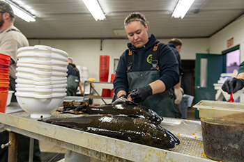 Coho salmon egg take is shown at the Platte River State Fish Hatchery.