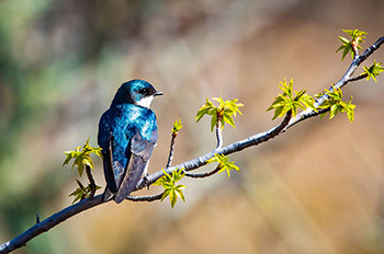 tree swallow perched on branch