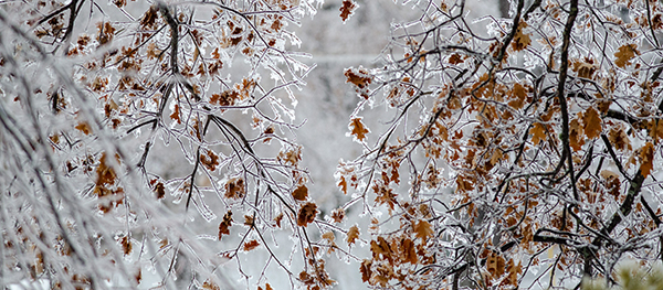 Oak tress coated with ice are shown after an ice storm in the Upper Peninsula.
