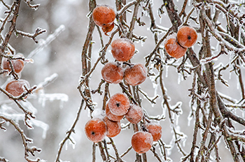 Apples on a tree coated in a thick covering of ice are shown.
