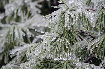 Needles of a pine tree coated with ice after a storm in the Upper Peninsula.