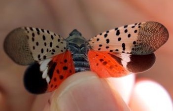 An adult spotted lanternfly, with black and white spotted wings and brilliant orange coloring underwing, rests in the palm of a hand.