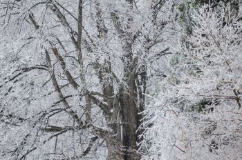 A tree is at the center of the picture, surrounded on each side by branches that are covered in ice. 