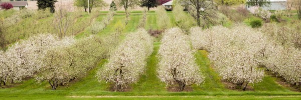 Rows of apple trees show off delicate, white-pink blossoms in early spring.