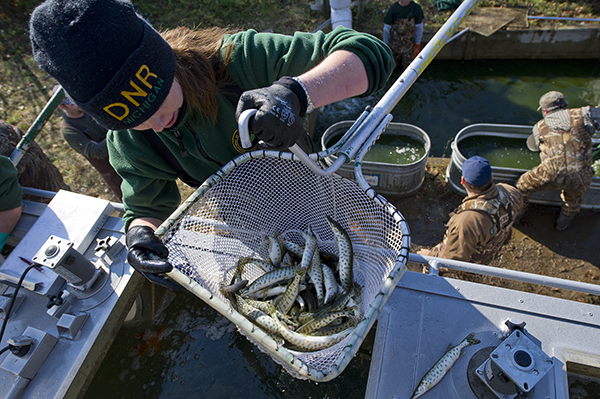 Sadie Hallock is shown working to collect thousands of muskies for stocking in bodies of water across the state.
