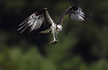An osprey is shown in flight, displaying its characteristic M-shape.