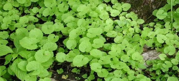 a patch of garlic mustard, a groundcover plant with small, light green, serrated, circular shaped leaves, patches of dirt showing through