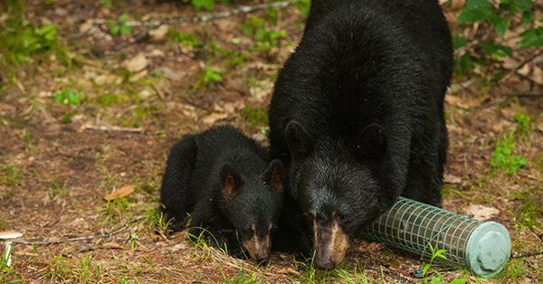 mother and cub black bear looking at overturned bird feeder