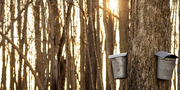 two lidded, metal buckets nailed to trees in the foreground of a sun-backlit forest, collecting sap from thick-barked maple trees