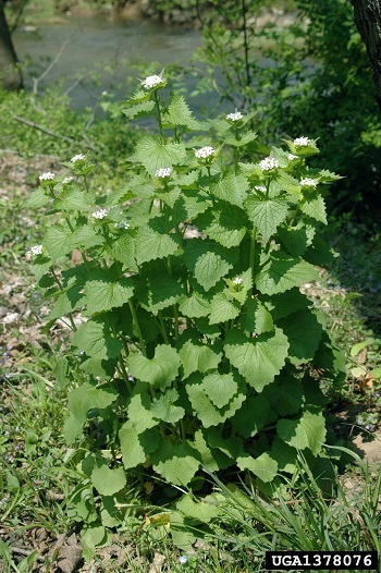 A small patch of garlic mustard plants with serrated, heart shaped leaves and small, white flowers.