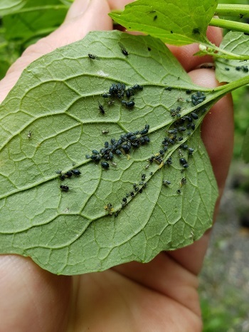 A hand holding a garlic mustard leaf, showing the underside where dozens of small, dark aphids congregate along the veins.