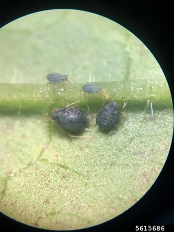 Magnification of a leaf showing two adult and two young garlic mustard aphids near the stem.