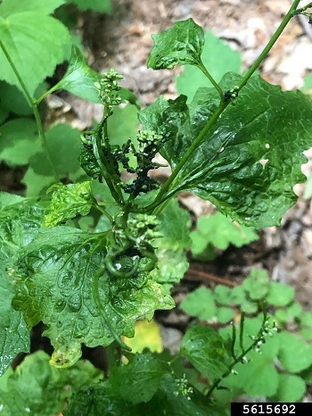 Looking from above at a garlic mustard plant showing twisted seed pods and puckered leaves from aphid damage.