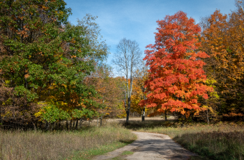 A colorful fall tree in the Pigeon River Country State Forest, a maple wearing shades of orange in an open setting. 