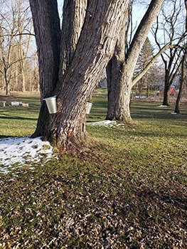 A silver maple tree in the author's yard is shown with buckets attached for collecting sap.